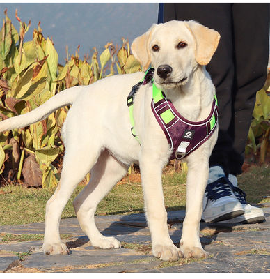 Cadeau de chien résistant à l'explosion grand harnais de poitrine de chien réfléchissant gros gilet de cadeau de chien cadeau de chien cadeau pour animaux de compagnie