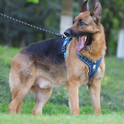 Cadeau de chien résistant à l'explosion grand harnais de poitrine de chien réfléchissant gros gilet de cadeau de chien cadeau de chien cadeau pour animaux de compagnie