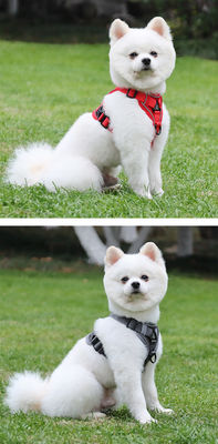 Coiffure pour chiens et chats de petite taille avec harnais pour animaux de compagnie à veste réfléchissante