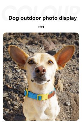 Ensemble de traction de cols pour chiens de petite et moyenne taille