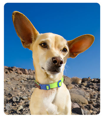 Ensemble de traction de cols pour chiens de petite et moyenne taille