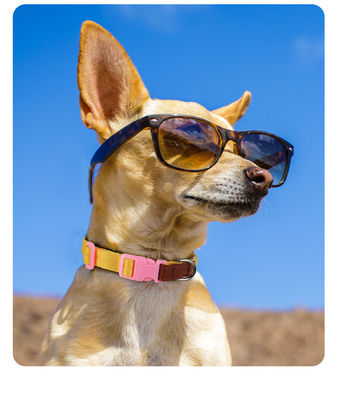 Ensemble de traction de cols pour chiens de petite et moyenne taille