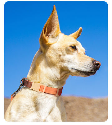 Ensemble de traction de cols pour chiens de petite et moyenne taille